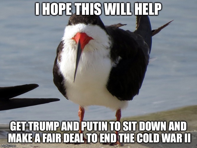 Even Less Popular Opinion Bird | I HOPE THIS WILL HELP GET TRUMP AND PUTIN TO SIT DOWN AND MAKE A FAIR DEAL TO END THE COLD WAR II | image tagged in even less popular opinion bird | made w/ Imgflip meme maker