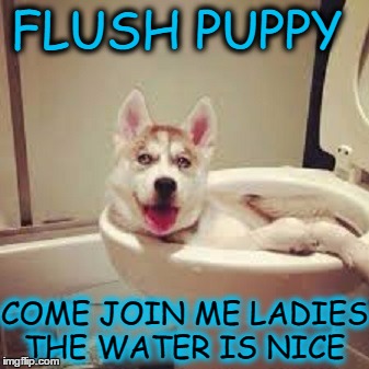 I like to keep my water bowl fresh and clean during dog week | FLUSH PUPPY; COME JOIN ME LADIES THE WATER IS NICE | image tagged in dog week,toliet,puppy's bath,funny dog memes,memes | made w/ Imgflip meme maker