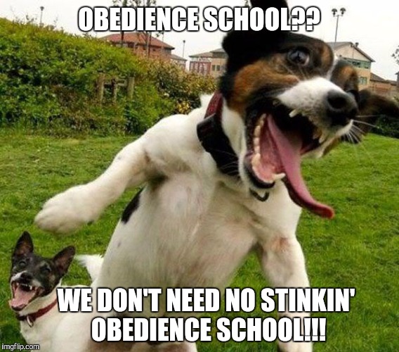 Angry Dogs | OBEDIENCE SCHOOL?? WE DON'T NEED NO STINKIN' OBEDIENCE SCHOOL!!! | image tagged in angry dogs | made w/ Imgflip meme maker