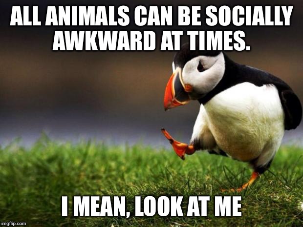 Unpopular Opinion Puffin Meme | ALL ANIMALS CAN BE SOCIALLY AWKWARD AT TIMES. I MEAN, LOOK AT ME | image tagged in memes,unpopular opinion puffin | made w/ Imgflip meme maker