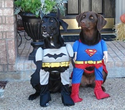 High Quality Superhero dogs Blank Meme Template