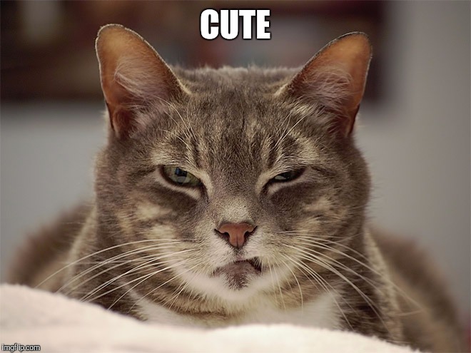 Sarcasm Cat | CUTE | image tagged in sarcasm cat | made w/ Imgflip meme maker