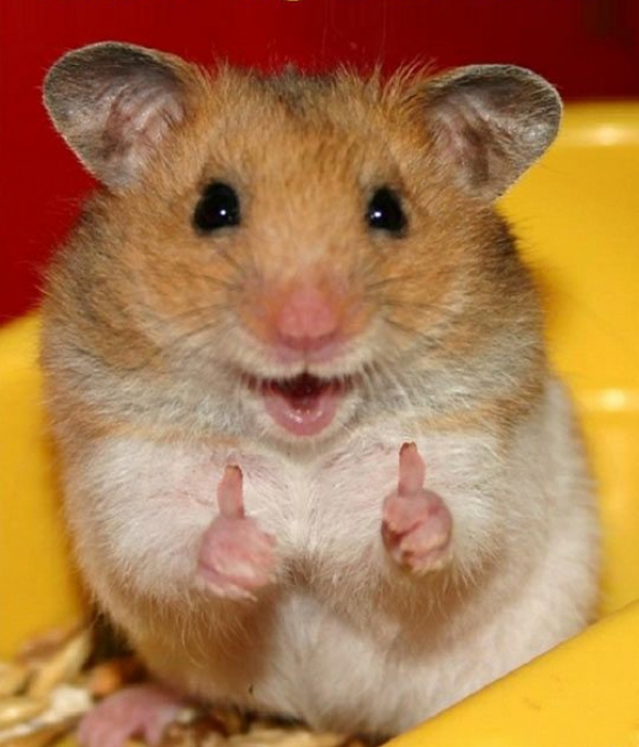 Hamster Thumbs Up Blank Meme Template