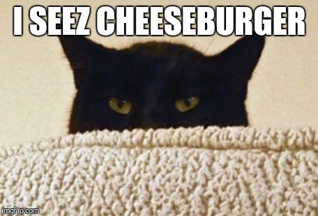 Cats | I SEEZ CHEESEBURGER | image tagged in cats | made w/ Imgflip meme maker