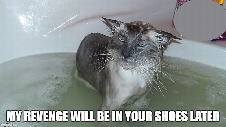 My revenge will be in your shoes later | MY REVENGE WILL BE IN YOUR SHOES LATER | image tagged in wet cat,wet pussy,pissed off pussy,revenge | made w/ Imgflip meme maker