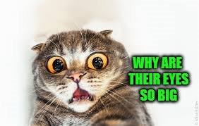 WHY ARE THEIR EYES SO BIG | made w/ Imgflip meme maker