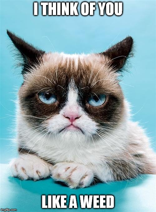 Grumpy Cat | I THINK OF YOU; LIKE A WEED | image tagged in grumpy cat | made w/ Imgflip meme maker