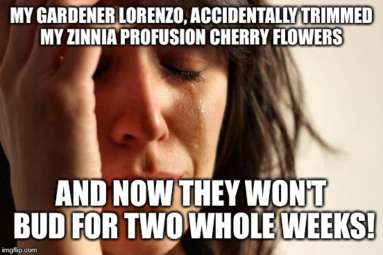 The season of growth  | MY GARDENER LORENZO, ACCIDENTALLY TRIMMED MY ZINNIA PROFUSION CHERRY FLOWERS; AND NOW THEY WON'T BUD FOR TWO WHOLE WEEKS! | image tagged in memes,first world problems,funny | made w/ Imgflip meme maker