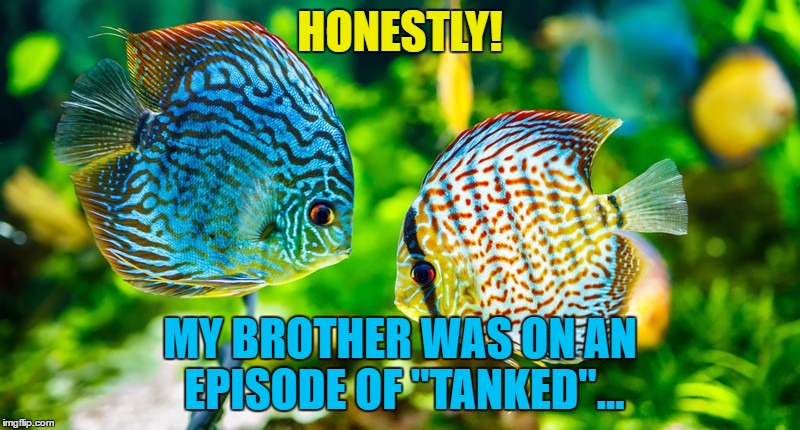 "Tanked" is a TV show where they make fish tanks | HONESTLY! MY BROTHER WAS ON AN EPISODE OF "TANKED"... | image tagged in memes,fish,tanked,animals,tv | made w/ Imgflip meme maker