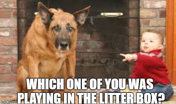 Ratted out on dog week....A Tiger.Leo Event | WHICH ONE OF YOU WAS PLAYING IN THE LITTER BOX? | image tagged in dog week | made w/ Imgflip meme maker