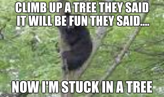 Good meme | CLIMB UP A TREE THEY SAID IT WILL BE FUN THEY SAID.... NOW I'M STUCK IN A TREE | image tagged in bear | made w/ Imgflip meme maker