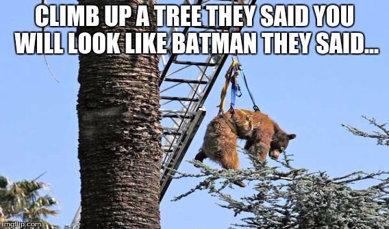 Bear | CLIMB UP A TREE THEY SAID YOU WILL LOOK LIKE BATMAN THEY SAID... | image tagged in bear | made w/ Imgflip meme maker