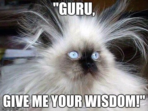 Crazy Hair Cat | "GURU, GIVE ME YOUR WISDOM!" | image tagged in crazy hair cat | made w/ Imgflip meme maker