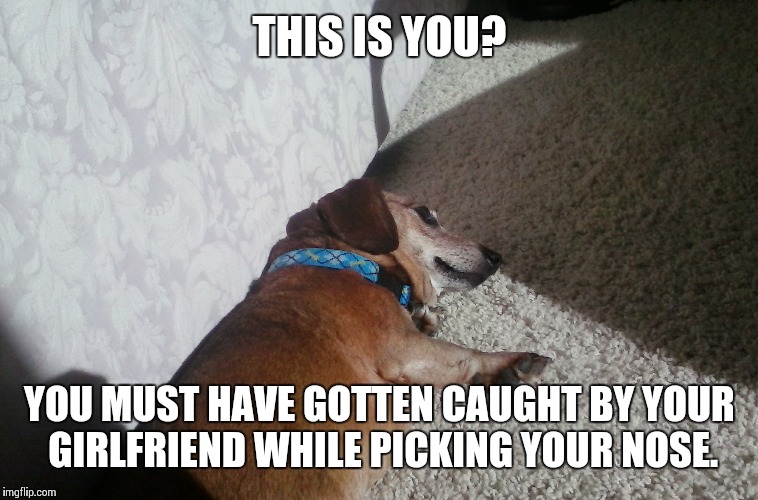 This is you? | THIS IS YOU? YOU MUST HAVE GOTTEN CAUGHT BY YOUR GIRLFRIEND WHILE PICKING YOUR NOSE. | image tagged in dog,memes | made w/ Imgflip meme maker