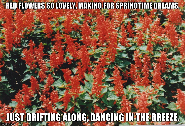 Dancing In the Breeze | RED FLOWERS SO LOVELY, MAKING FOR SPRINGTIME DREAMS. JUST DRIFTING ALONG, DANCING IN THE BREEZE. | image tagged in red flowers,spring,dreams,dancing | made w/ Imgflip meme maker