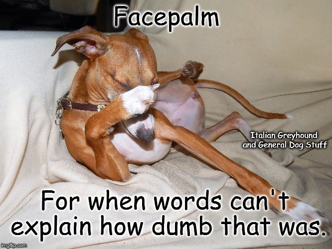 Facepalm | Facepalm; Italian Greyhound and General Dog Stuff; For when words can't explain how dumb that was. | image tagged in funny dog,faceplam,italian greyhound | made w/ Imgflip meme maker
