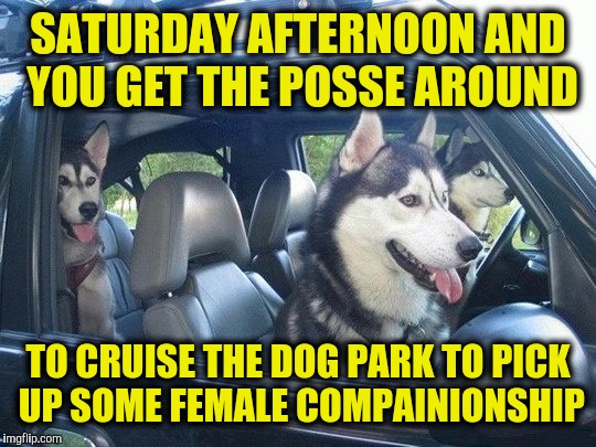 I could have used a different term, but I wanted to keep this workplace safe. Dog Week. A Tiger.Leo event | SATURDAY AFTERNOON AND YOU GET THE POSSE AROUND; TO CRUISE THE DOG PARK TO PICK UP SOME FEMALE COMPAINIONSHIP | image tagged in dog week,dog driving,dating rituals | made w/ Imgflip meme maker