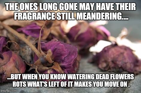 THE ONES LONG GONE MAY HAVE THEIR FRAGRANCE STILL MEANDERING.... ...BUT WHEN YOU KNOW WATERING DEAD FLOWERS ROTS WHAT'S LEFT OF IT MAKES YOU MOVE ON . | image tagged in bygones | made w/ Imgflip meme maker