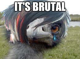 Emu Emu | IT'S BRUTAL | image tagged in emu emu | made w/ Imgflip meme maker