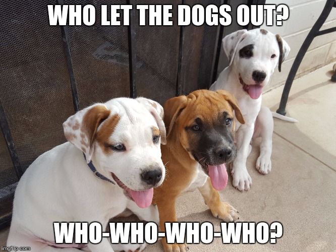 WHO LET THE DOGS OUT? WHO-WHO-WHO-WHO? | image tagged in pups | made w/ Imgflip meme maker