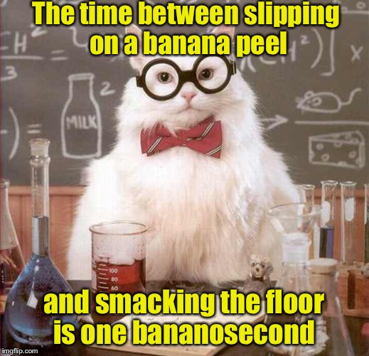 Cats are smarter than Dogs Week | The time between slipping on a banana peel; and smacking the floor is one bananosecond | image tagged in cat scientist | made w/ Imgflip meme maker