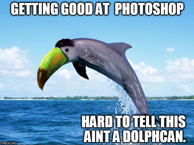 GETTING GOOD AT  PHOTOSHOP; HARD TO TELL THIS AINT A DOLPHCAN. | image tagged in dolphin,toucan | made w/ Imgflip meme maker