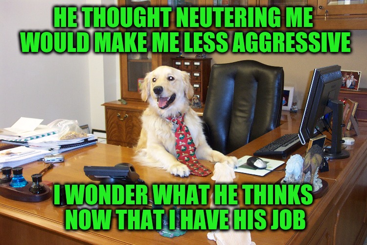 Dog Week. Spay or neuter your best executives to keep their mind focused on business. | HE THOUGHT NEUTERING ME WOULD MAKE ME LESS AGGRESSIVE; I WONDER WHAT HE THINKS NOW THAT I HAVE HIS JOB | image tagged in dog week,neuter,executive,job promotion | made w/ Imgflip meme maker