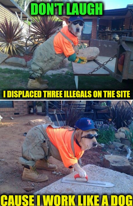 Dog Week. Construction work is "Ruff! Ruff!" | DON'T LAUGH; I DISPLACED THREE ILLEGALS ON THE SITE; CAUSE I WORK LIKE A DOG | image tagged in dog week,construction worker,working dog | made w/ Imgflip meme maker