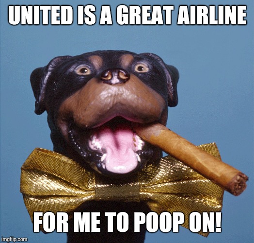 I keed, I keed! | UNITED IS A GREAT AIRLINE; FOR ME TO POOP ON! | image tagged in dog week,united airlines | made w/ Imgflip meme maker