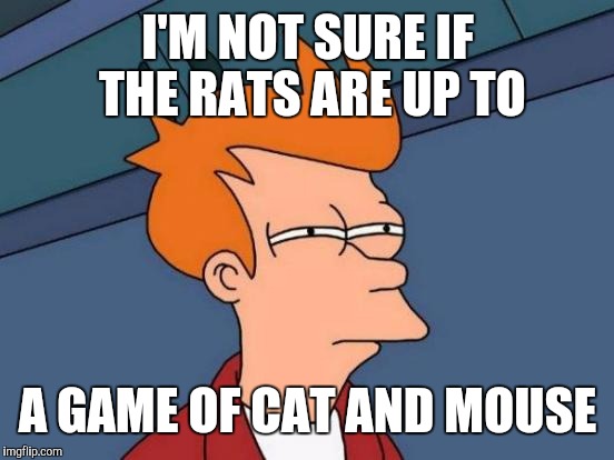 Futurama Fry Meme | I'M NOT SURE IF THE RATS ARE UP TO A GAME OF CAT AND MOUSE | image tagged in memes,futurama fry | made w/ Imgflip meme maker