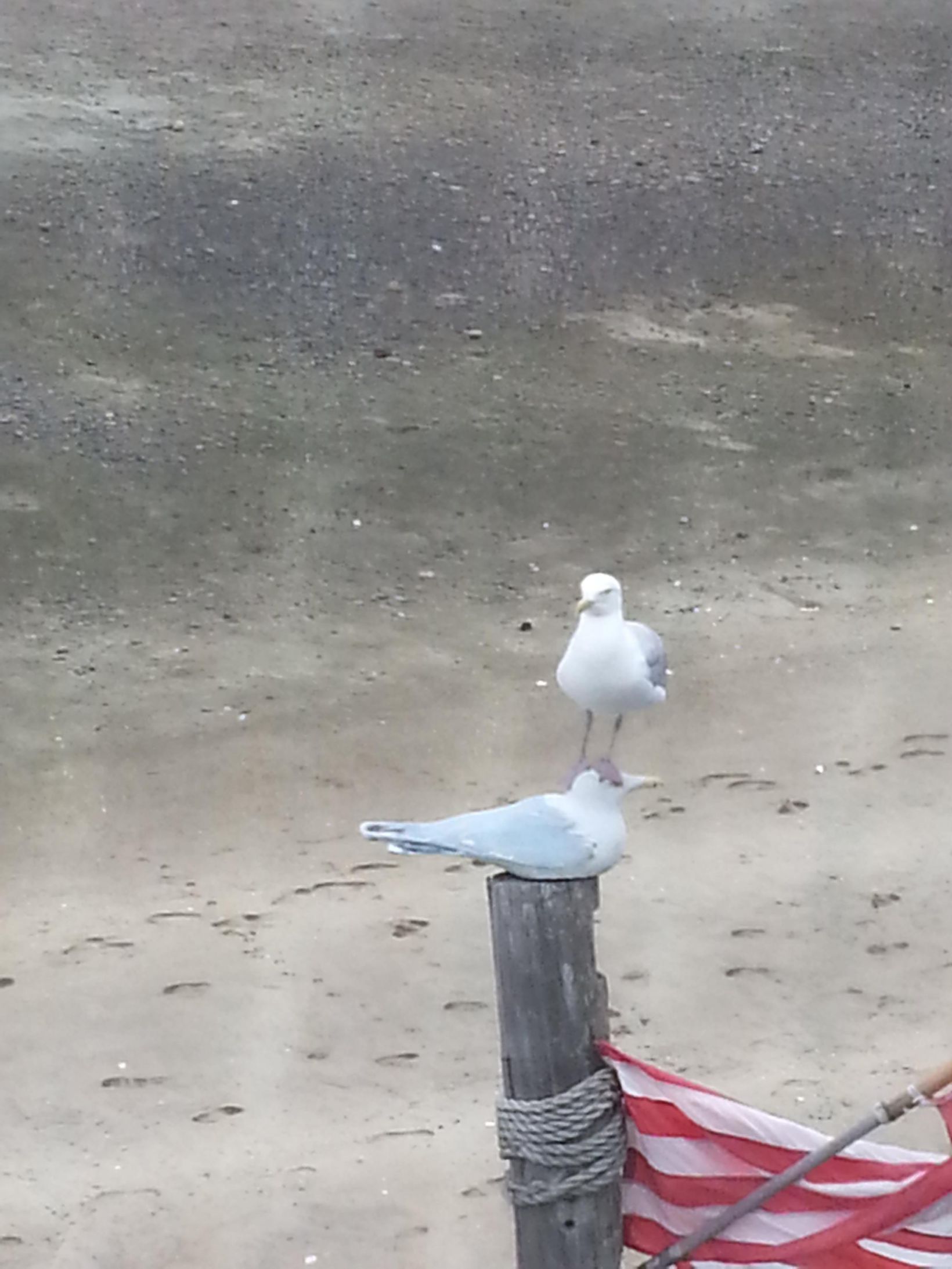 Seagull Bully Blank Meme Template