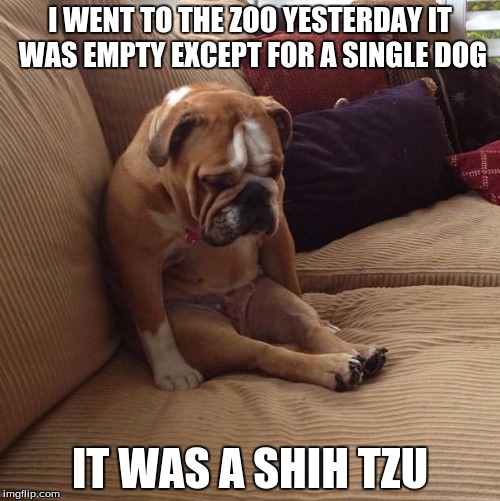 bulldogsad | I WENT TO THE ZOO YESTERDAY IT WAS EMPTY EXCEPT FOR A SINGLE DOG; IT WAS A SHIH TZU | image tagged in bulldogsad | made w/ Imgflip meme maker
