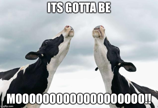 singing cows | ITS GOTTA BE; MOOOOOOOOOOOOOOOOOOO!! | image tagged in singing cows | made w/ Imgflip meme maker