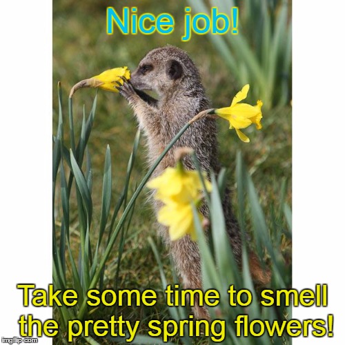 meerkat spring | Nice job! Take some time to smell the pretty spring flowers! | image tagged in meerkat spring | made w/ Imgflip meme maker