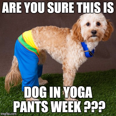 ARE YOU SURE THIS IS; DOG IN YOGA PANTS WEEK ??? | image tagged in dog yoga | made w/ Imgflip meme maker