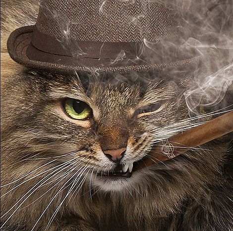 High Quality Gangster cat Blank Meme Template