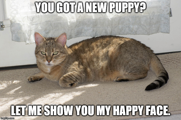 Sour Kitty | YOU GOT A NEW PUPPY? LET ME SHOW YOU MY HAPPY FACE. | image tagged in sour kitty | made w/ Imgflip meme maker