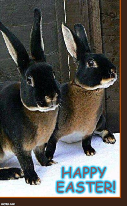 Beautiful Rabbits | HAPPY EASTER! | image tagged in vince vance,happy easter,beautifully colored rabbits,vince vance and the valiants | made w/ Imgflip meme maker