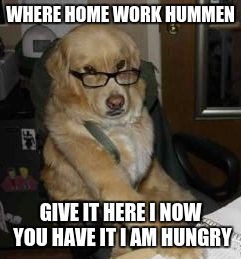 smart dog | WHERE HOME WORK HUMMEN; GIVE IT HERE I NOW YOU HAVE IT I AM HUNGRY | image tagged in smart dog | made w/ Imgflip meme maker