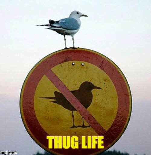 That's how I roll | THUG LIFE | image tagged in thug life | made w/ Imgflip meme maker