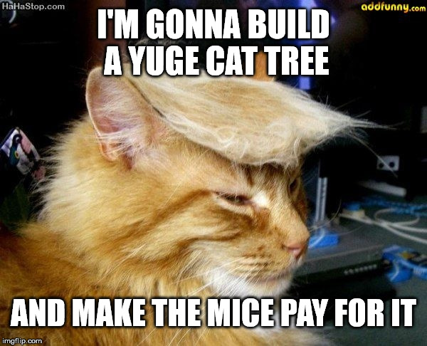 donald trump cat | I'M GONNA BUILD A YUGE CAT TREE; AND MAKE THE MICE PAY FOR IT | image tagged in donald trump cat | made w/ Imgflip meme maker