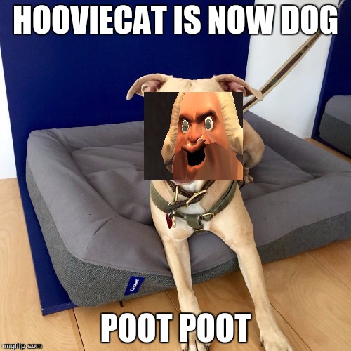 HoovieCat's back at it again... | HOOVIECAT IS NOW DOG; POOT POOT | image tagged in dog week,hooviecat,tf2 | made w/ Imgflip meme maker