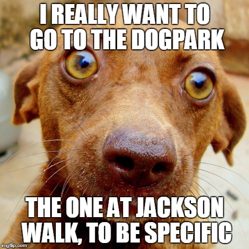 Wow-Dog | I REALLY WANT TO GO TO THE DOGPARK; THE ONE AT JACKSON WALK, TO BE SPECIFIC | image tagged in wow-dog | made w/ Imgflip meme maker