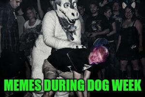 Bad Dog! | MEMES DURING DOG WEEK | image tagged in dog week | made w/ Imgflip meme maker
