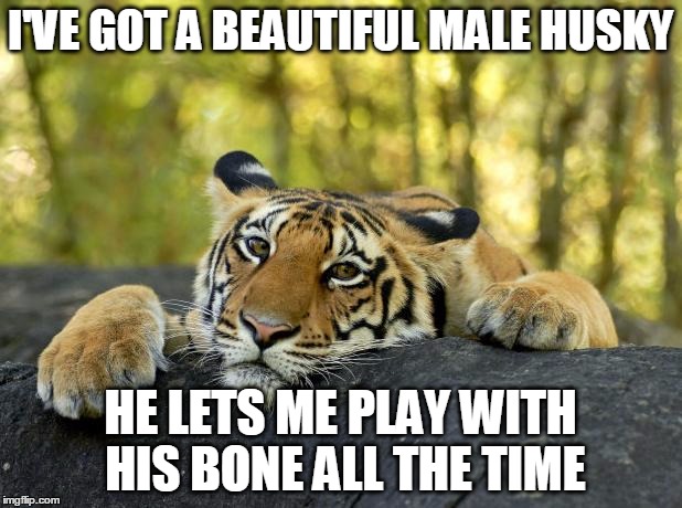 Confession Tiger | I'VE GOT A BEAUTIFUL MALE HUSKY; HE LETS ME PLAY WITH HIS BONE ALL THE TIME | image tagged in confession tiger | made w/ Imgflip meme maker