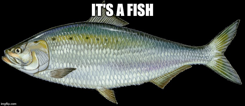 Get it? | IT'S A FISH | image tagged in lol | made w/ Imgflip meme maker