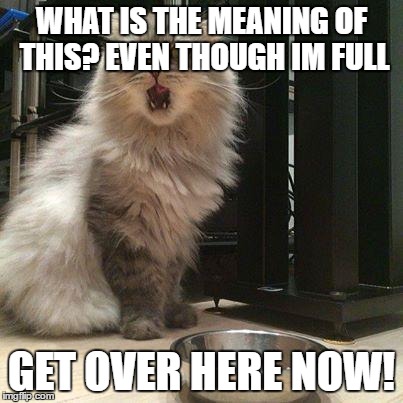 empty food bowl | WHAT IS THE MEANING OF THIS? EVEN THOUGH IM FULL; GET OVER HERE NOW! | image tagged in empty food bowl | made w/ Imgflip meme maker