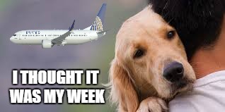 Dog week was hijacked  |  I THOUGHT IT WAS MY WEEK | image tagged in dog week,united airlines | made w/ Imgflip meme maker