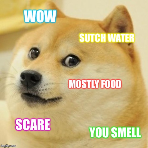 Doge | WOW; SUTCH WATER; MOSTLY FOOD; SCARE; YOU SMELL | image tagged in memes,doge | made w/ Imgflip meme maker