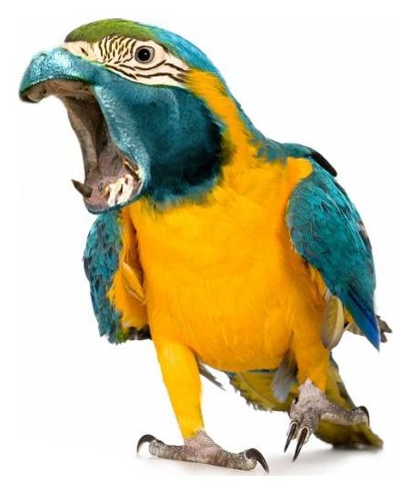 High Quality Overreacting Parrotpotomas  Blank Meme Template